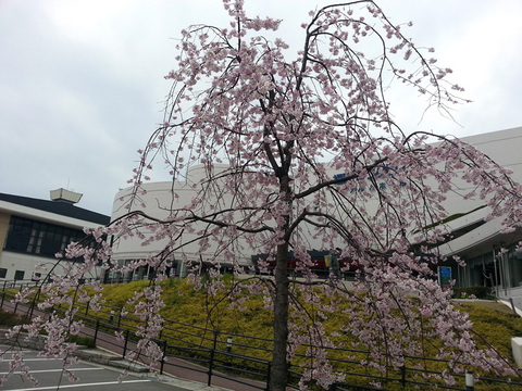 Sanpalace_Sakura2.jpg