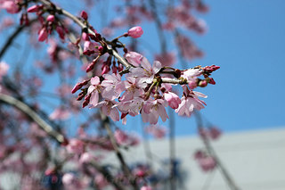 春のサンパレス　枝垂桜のエントランス